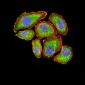 VEGFA Antibody